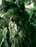 Avatar dalle Bacheche dello stesso personaggio: Druymor