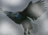Avatar storico di Reith