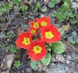Avatar storico di Primula Rossa