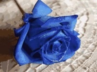 Illustrazione per Una rosa blu: rosa blu1