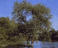 Illustrazione per La leggenda del salice di Arcadia: salix